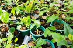 Garten Projekt