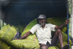Sri Lanka 2026 - Mann im LKW