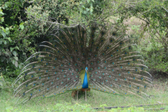 Sri Lanka 2026 - Pfau schlägt Rad